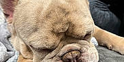 Tyson is registered to the contest to win money with this photo: dog, french_bulldog, sleeping, close_up, pet, indoor, cushion, blanket, paw, wrinkles, face, animal, cute, resting, cozy, tan, fur, ears, nose, relaxed