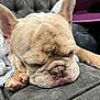 dog, french_bulldog, sleeping, close_up, pet, indoor, cushion, blanket, paw, wrinkles, face, animal, cute, resting, cozy, tan, fur, ears, nose, relaxed