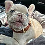 puppy, dog, french_bulldog, pet, animal, cute, collar, blanket, car_interior, closeup, fur, paw, ears, nose, tongue, seat, leather, soft, cozy, young