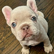 Tyson is registered to the contest to win money with this photo: puppy, dog, french_bulldog, blue_eyes, close_up, cute, pet, animal, floor, wooden_floor, looking_up, young, small, ears, whiskers, snout, domestic_animal, indoor, adorable, mammal