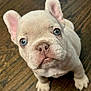 puppy, dog, french_bulldog, blue_eyes, close_up, cute, pet, animal, floor, wooden_floor, looking_up, young, small, ears, whiskers, snout, domestic_animal, indoor, adorable, mammal