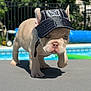 puppy, dog, visor, cap, blue_eyes, outdoor, pool, sunlight, shadow, gray_surface, cute, pet, small_dog, animal, summer, greenery, fence, young, wrinkled_face, focused