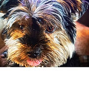 Ixo a rejoint le concours — aidez-le/la à gagner de superbes lots ! dog, close_up, tongue_out, fluffy, pet, cute, animal, fur, face, brown_eyes, playful, indoors, adorable, portrait, muzzle, whiskers, expression, domestic_animal, canine, friendly