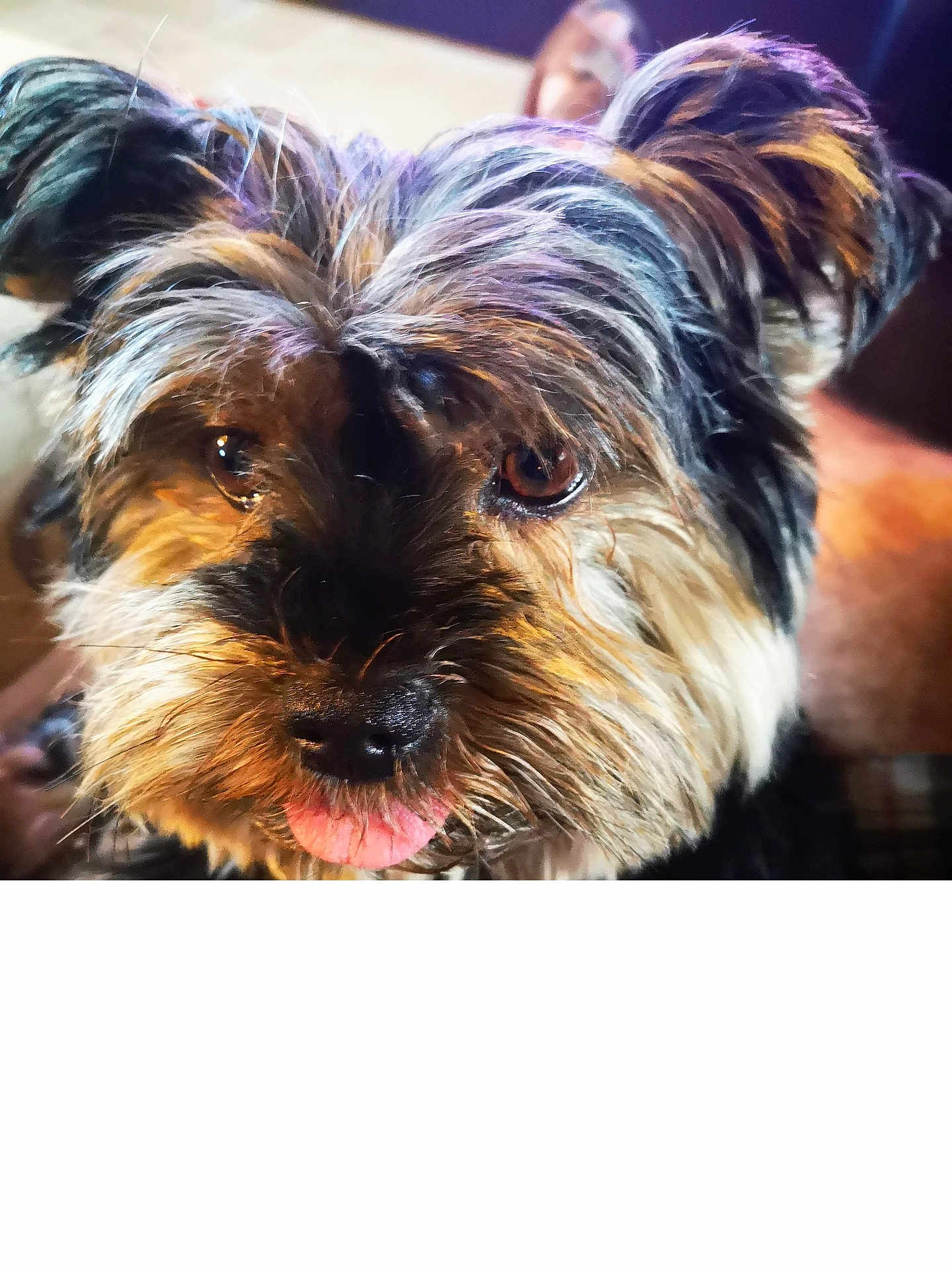 Ixo a rejoint le concours — aidez-le/la à gagner de superbes lots ! dog, close_up, tongue_out, fluffy, pet, cute, animal, fur, face, brown_eyes, playful, indoors, adorable, portrait, muzzle, whiskers, expression, domestic_animal, canine, friendly