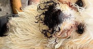 Star is registered to the contest to win money with this photo: dog, mud, dirt, curly_fur, fluffy, snout, outdoor, soil, pot, gardening, pet, mischievous, close_up, animal, cute, messy, playful, fur, nose, light