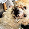 dog, mud, dirt, curly_fur, fluffy, snout, outdoor, soil, pot, gardening, pet, mischievous, close_up, animal, cute, messy, playful, fur, nose, light