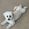 Star joined the competition — help win amazing prizes! dog, white_dog, curly_fur, carpet, lying_down, pet, canine, indoor, cute, fluffy, animal, fur, small_dog, relaxed, looking_up, paw, ears, nose, tail, companion