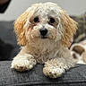 dog, pet, curly_hair, white_fur, brown_ears, couch, indoor, close_up, portrait, paws, fur, cute, animal, relaxed, looking_at_camera, domestic_animal, companion, fluffy, soft_texture, home