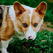 Toby is registered to the contest to win money with this photo: dog, blue_eyes, grass, outdoor, animal, pet, close_up, corgi, fur, ears, nose, nature, canine, portrait, mammal, greenery, looking, cute, alert, daylight