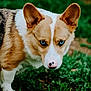 dog, blue_eyes, grass, outdoor, animal, pet, close_up, corgi, fur, ears, nose, nature, canine, portrait, mammal, greenery, looking, cute, alert, daylight