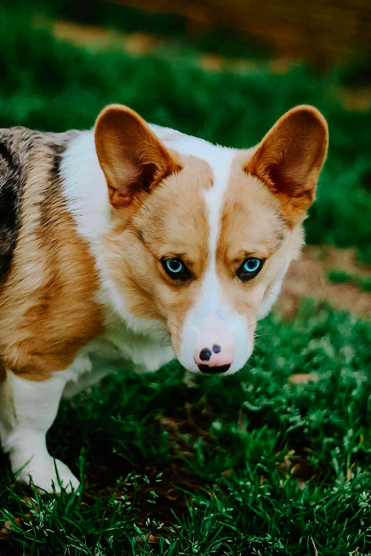 Toby