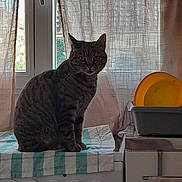Moumousse participe au concours pour gagner de l'argent avec cette photo : cat, tabby_cat, stove, kitchen, window, curtain, towel, dish_rack, plate, indoor, furniture, domestic_animal, pet, animal, striped, sitting, natural_light, household, appliance, cozy