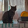 animal, appliance, cat, cozy, curtain, dish_rack, domestic_animal, furniture, household, indoor, kitchen, natural_light, pet, plate, sitting, stove, striped, tabby_cat, towel, window