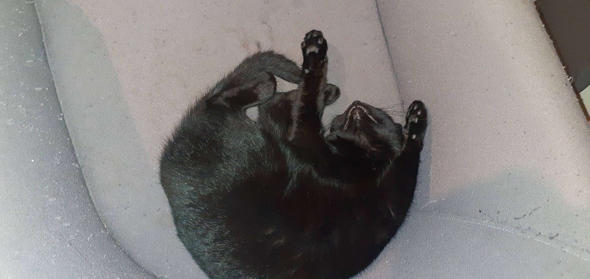 Reglisse a rejoint le concours — aidez-le/la à gagner de superbes lots ! canidae, carnivore, claw, comfort, dog, dog_breed, felidae, flooring, foot, fur, grey, liver, paw, small_to_medium_sized_cats, snout, sporting_group, tail, terrestrial_animal, whiskers, working_animal