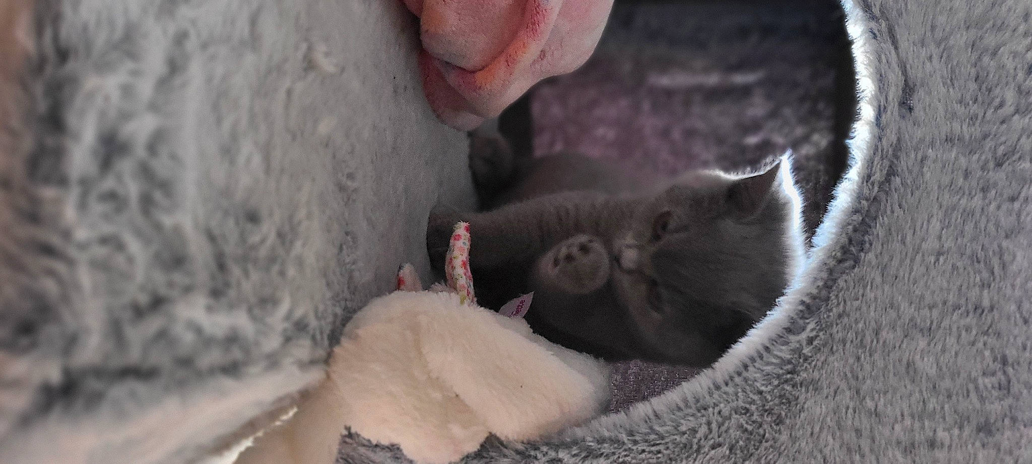 Erza participe au concours pour gagner de l'argent avec cette photo : carnivore, cat, claw, comfort, domestic_short_haired_cat, felidae, fur, paw, russian_blue, small_to_medium_sized_cats, snout, soil, terrestrial_animal, whiskers, wildlife