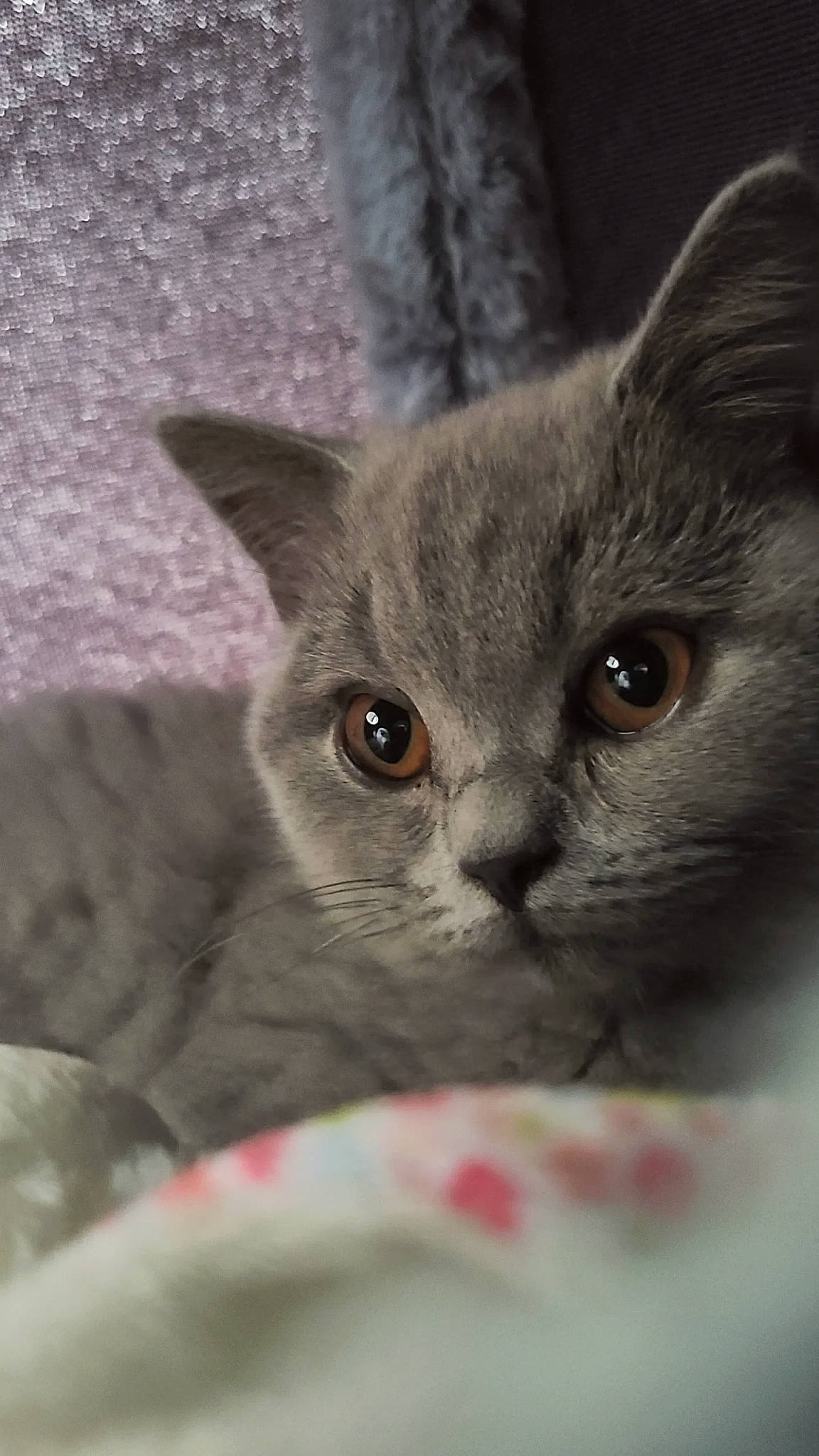 Erza a rejoint le concours — aidez-le/la à gagner de superbes lots ! carnivore, cat, comfort, domestic_short_haired_cat, ear, felidae, fur, grey, russian_blue, small_to_medium_sized_cats, snout, terrestrial_animal, whiskers