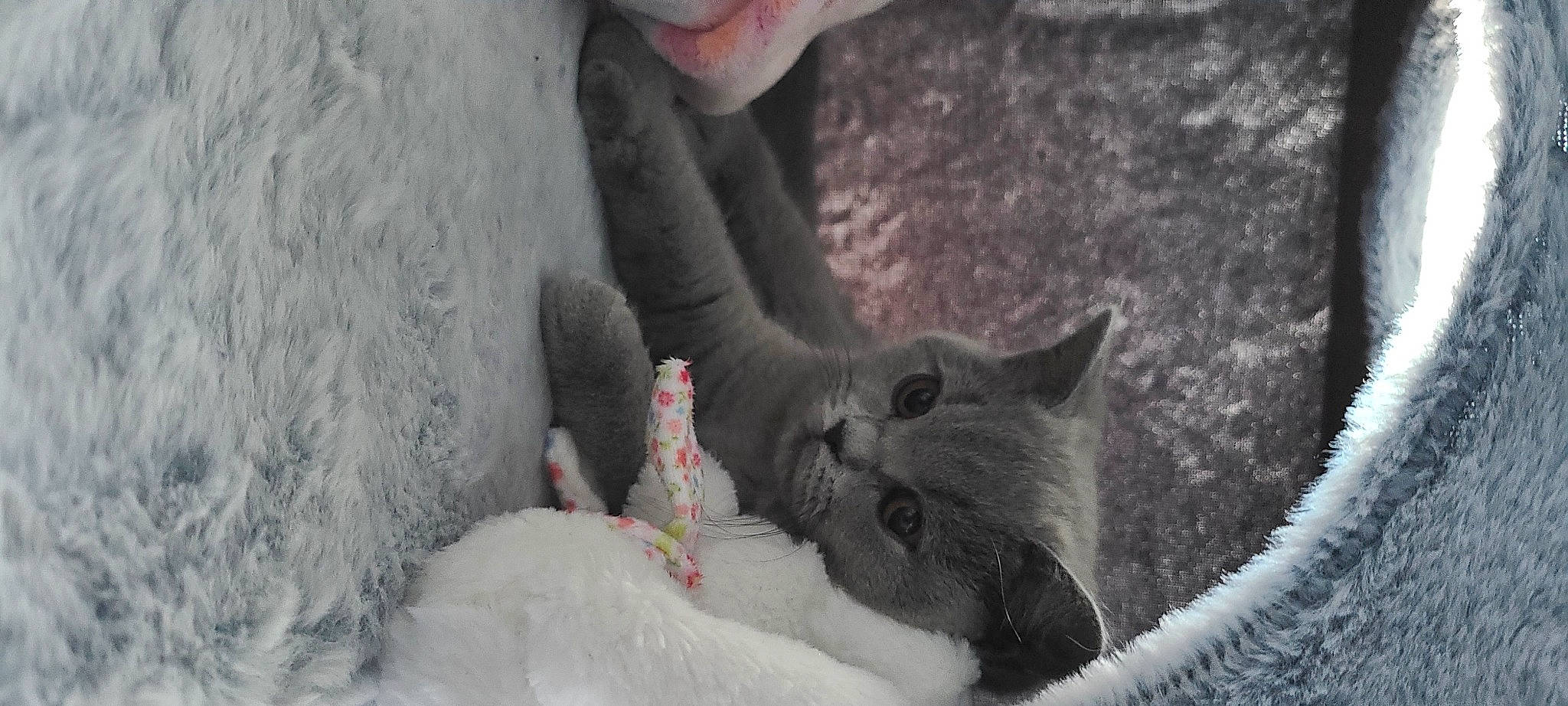 Erza participe au concours pour gagner de l'argent avec cette photo : black_cat, carnivore, cat, claw, domestic_short_haired_cat, felidae, freezing, fur, grey, mammal, paw, sand, small_to_medium_sized_cats, snout, tail, tree, whiskers, wildlife