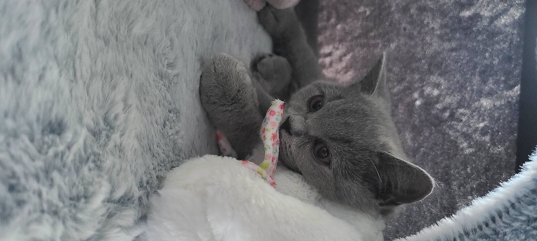 Erza participe au concours pour gagner de l'argent avec cette photo : carnivore, cat, claw, domestic_short_haired_cat, ear, felidae, fur, grey, monochrome, monochrome_photography, paw, plant, russian_blue, small_to_medium_sized_cats, snout, tail, terrestrial_animal, whiskers, wildlife, window