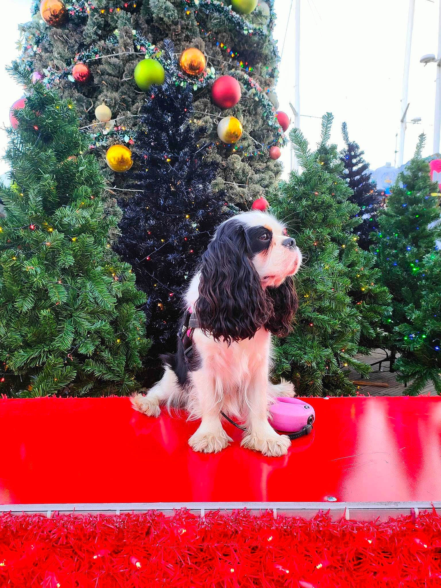 Savana participe au concours pour gagner de l'argent avec cette photo : carnivore, christmas, christmas_decoration, christmas_eve, christmas_ornament, christmas_tree, companion_dog, conifer, dog, dog_breed, event, evergreen, fun, grass, holiday, ornament, plant, shrub, sky, tree