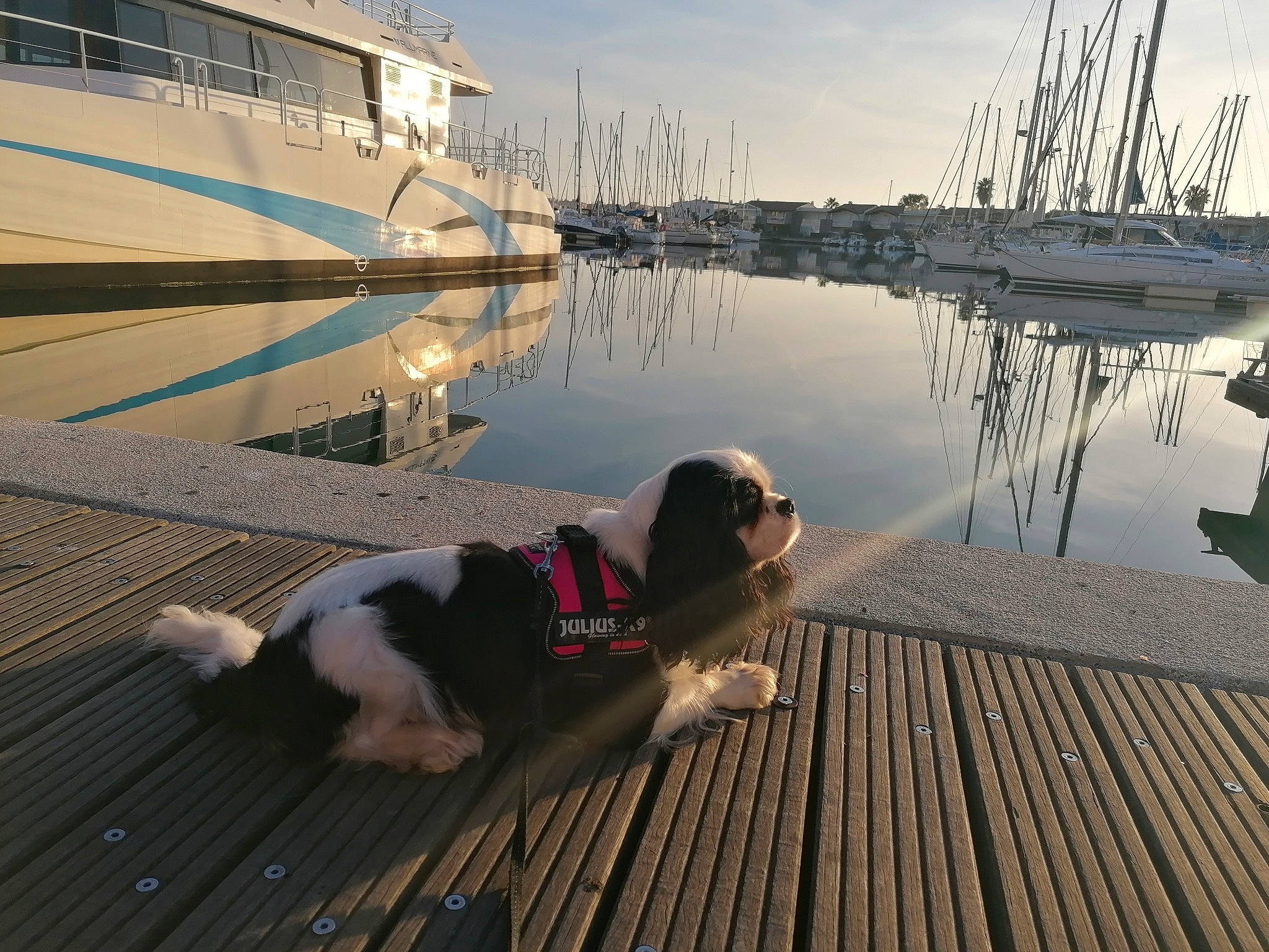 Savana participe au concours pour gagner de l'argent avec cette photo : boat, body_of_water, carnivore, cloud, collar, companion_dog, dock, dog, dog_breed, flooring, lake, leisure, mast, morning, ship, sky, vehicle, water, watercraft, wood