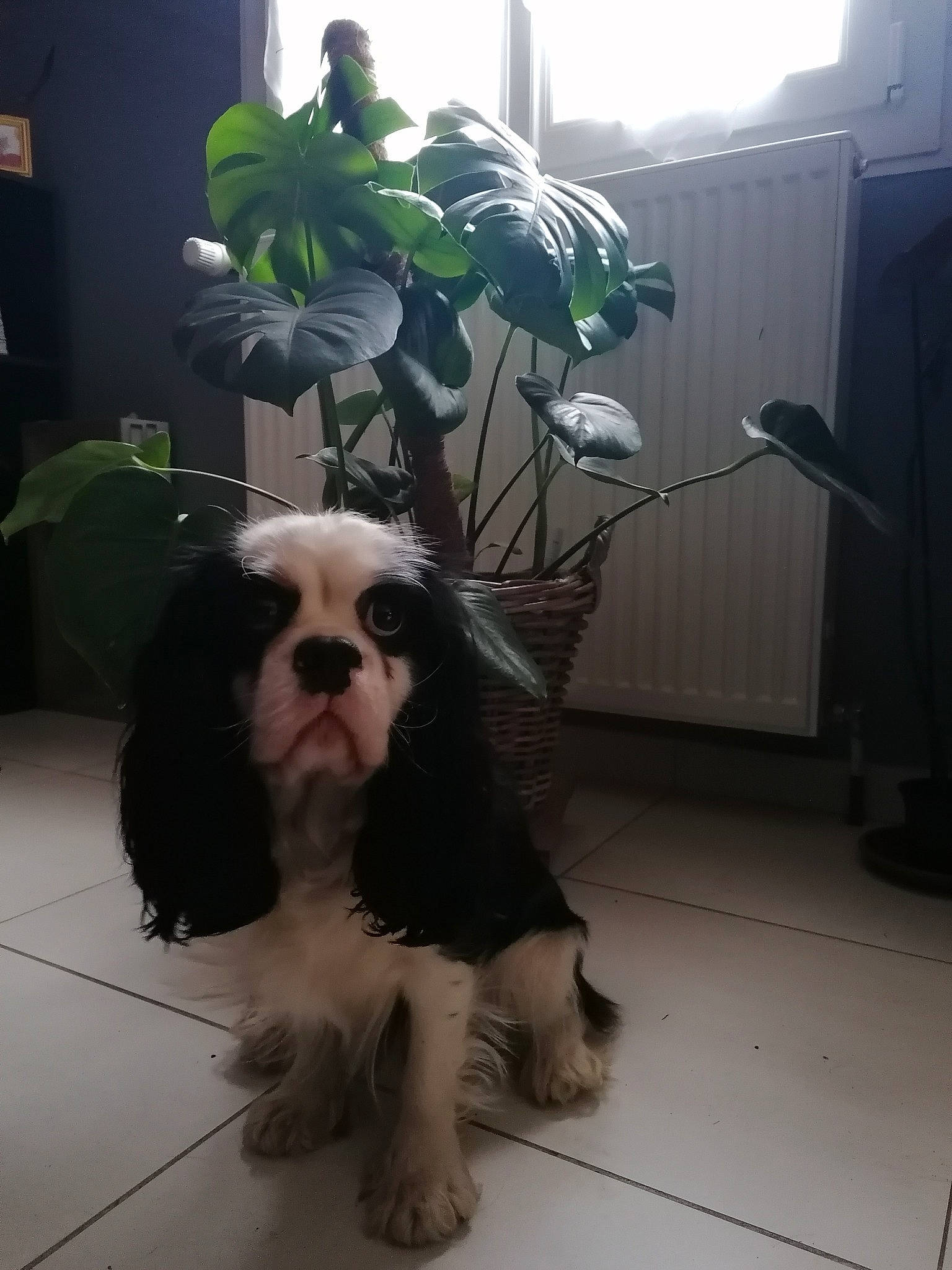 Savana a rejoint le concours — aidez-le/la à gagner de superbes lots ! canidae, carnivore, cavalier_king_charles_spaniel, cocker_spaniel, companion_dog, dog, dog_breed, flooring, fur, houseplant, king_charles_spaniel, liver, pekingese, plant, snout, spaniel, terrier, toy_dog, working_animal, working_dog