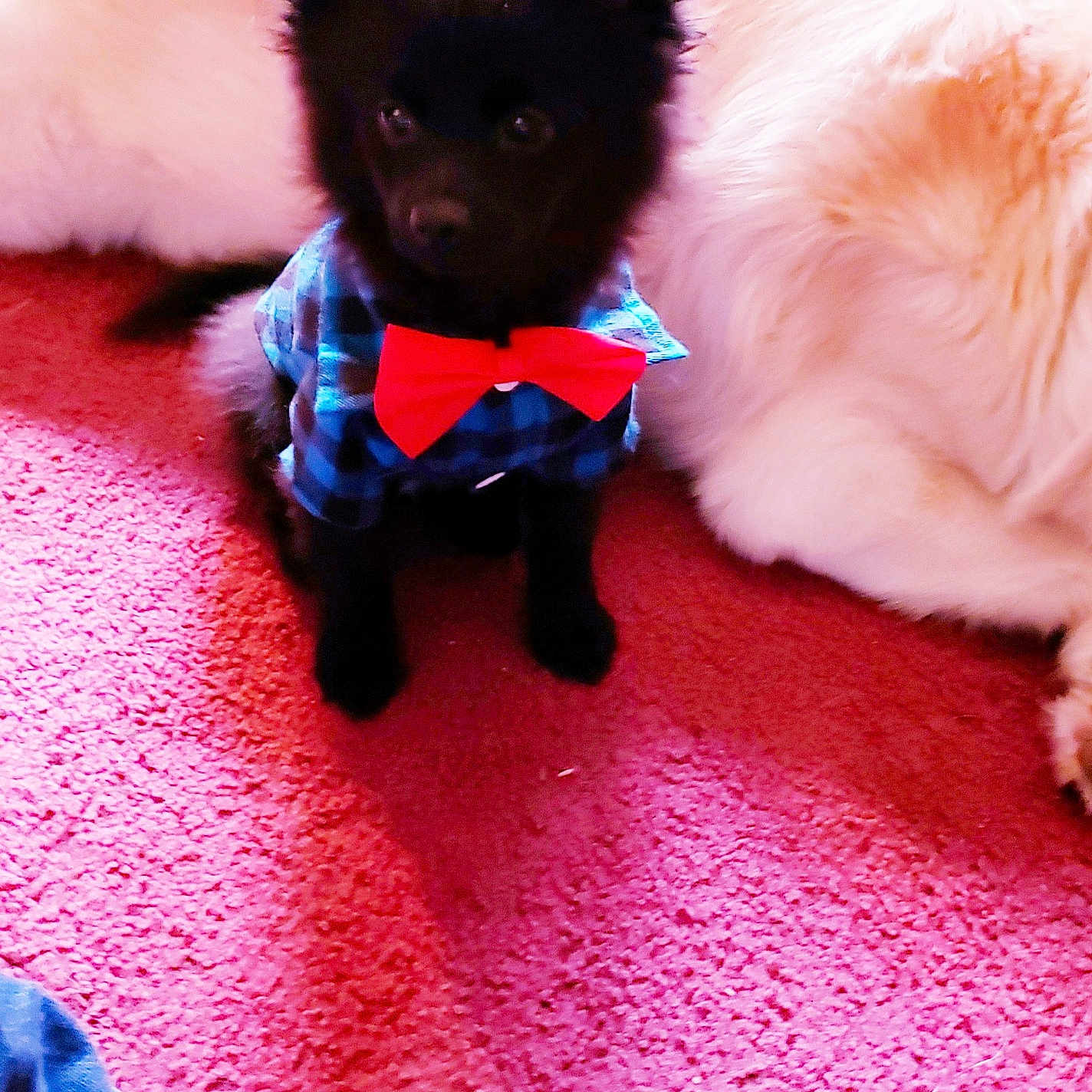 Teddibear joined the competition — help win amazing prizes! accessories, animal, blackcat, bowtie, canine, cat, collar, couch, dog, eskimodog, formalwear, furniture, husky, kitten, manx, pet, puppy, siamese, tie, whitedog