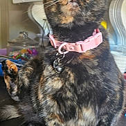 Amber is registered to the contest to win money with this photo: background_blur, black_surface, cat, close_up, collar, curious, domestic_animal, feline, fur, household, indoor, looking_up, mouth_open, pet, pink_collar, sitting, table, tortoiseshell, whiskers, wide_eyes