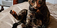 Amber joined the competition — help win amazing prizes! abyssinian, animal, bed, bedroom, blanket, cat, computer, couch, electronics, furniture, hardwood, homedecor, indoors, kitten, laptop, manx, pc, pet, room, wood