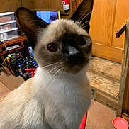 Dolly joined the competition — help win amazing prizes! cat, siamese_cat, animal, pet, indoor, wooden_furniture, clutter, bottle, shelf, bowl, table, closeup, whiskers, ears, eyes, face, fur, curious, domestic, room