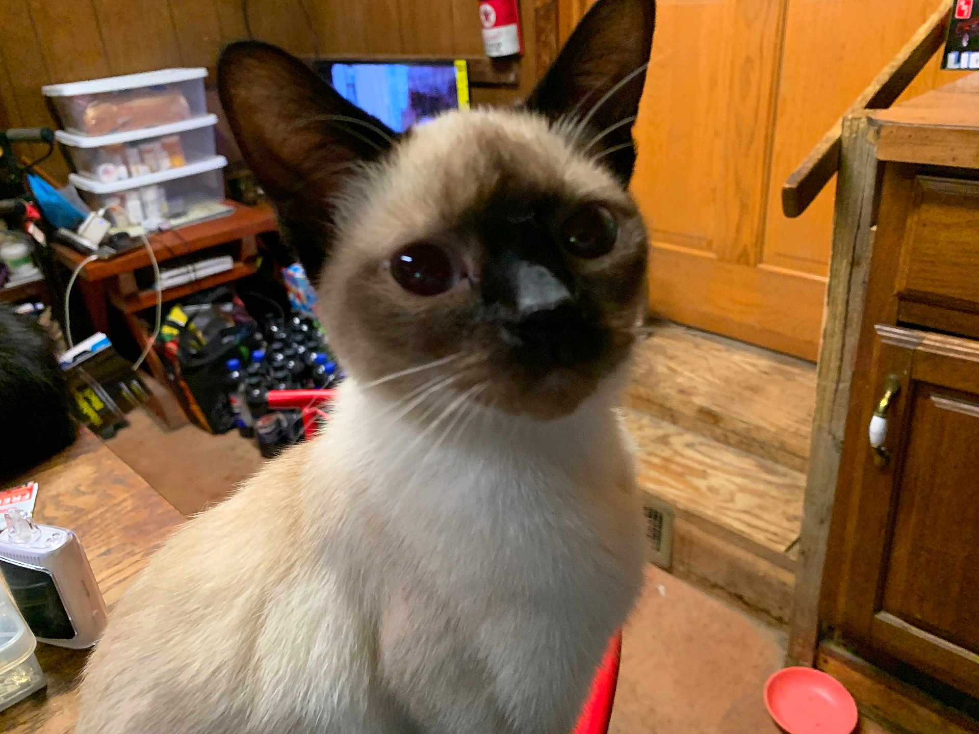 Dolly joined the competition — help win amazing prizes! cat, siamese_cat, animal, pet, indoor, wooden_furniture, clutter, bottle, shelf, bowl, table, closeup, whiskers, ears, eyes, face, fur, curious, domestic, room
