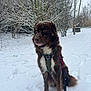 Tanji participe au concours pour gagner de l'argent avec cette photo : adorable, animal, canine, cold, cute, daytime, dog, forest, fur, leash, nature, outdoor, park, pet, playful, sitting, snow, snowflakes, tree, winter