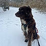 Tanji a rejoint le concours — aidez-le/la à gagner de superbes lots ! animal, brown_fur, canine, cold, dog, fur, grass, harness, leash, nature, outdoor, park, pet, quiet, side_view, snow, snowflakes, trees, walking, winter
