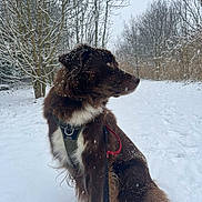 Tanji participe au concours pour gagner de l'argent avec cette photo : animal, brown_dog, canine, cold, dog, forest, fur, harness, landscape, leash, nature, outdoor, pet, quiet, seasonal, sitting, snow, snowflakes, trees, winter