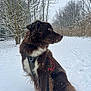 animal, brown_dog, canine, cold, dog, forest, fur, harness, landscape, leash, nature, outdoor, pet, quiet, seasonal, sitting, snow, snowflakes, trees, winter