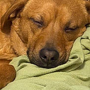 Milo is registered to the contest to win money with this photo: blanket, brown_fur, close_up, cozy, dog, domestic_animal, eyes_closed, fabric, indoor, muzzle, nose, paws, pet, portrait, relaxed, resting, sleeping, snout, soft_texture, whiskers