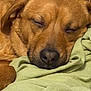 blanket, brown_fur, close_up, cozy, dog, domestic_animal, eyes_closed, fabric, indoor, muzzle, nose, paws, pet, portrait, relaxed, resting, sleeping, snout, soft_texture, whiskers