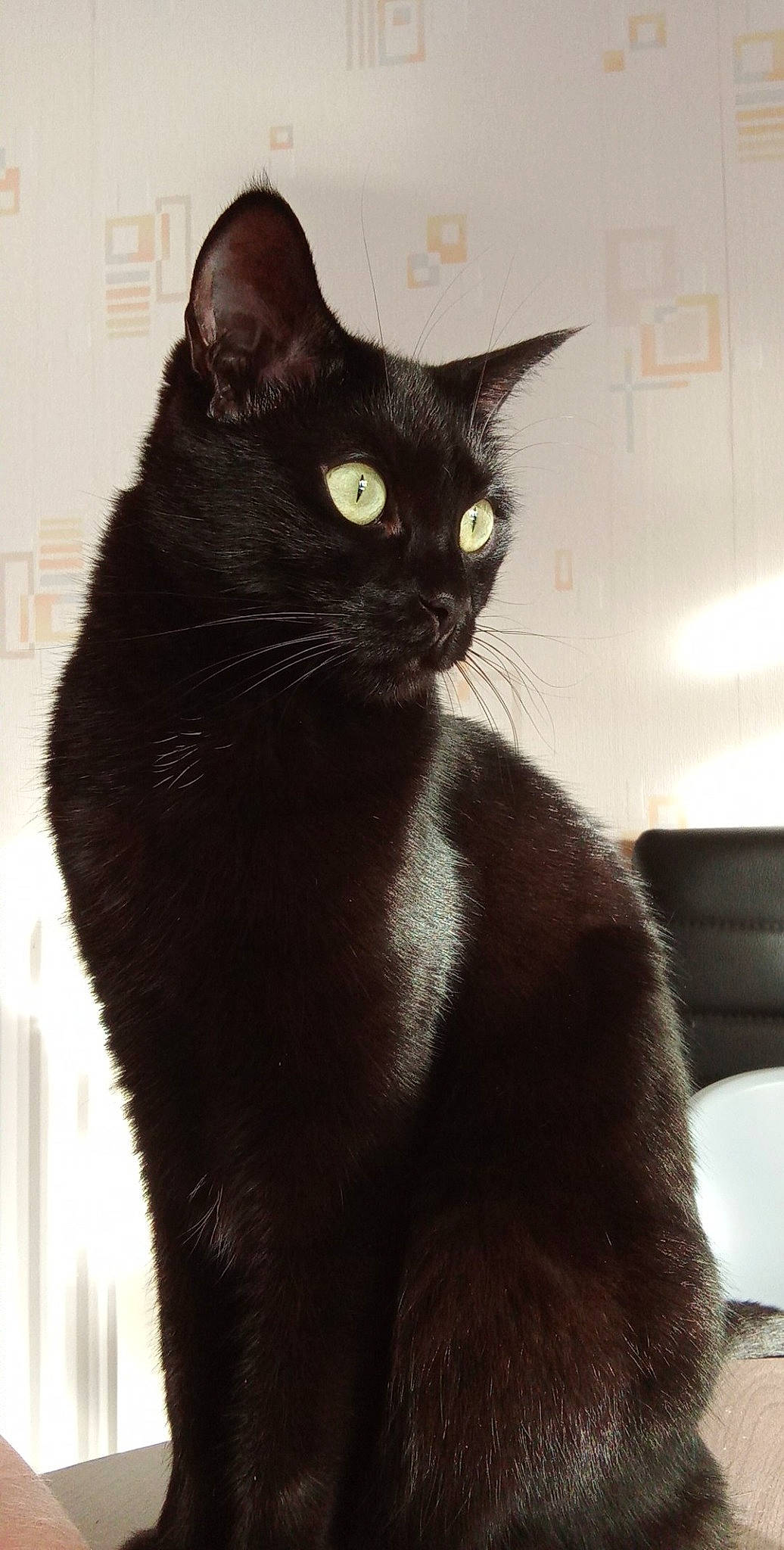 Olivia participe au concours pour gagner de l'argent avec cette photo : black_cat, bombay, carnivore, cat, domestic_short_haired_cat, felidae, fur, grey, havana_brown, iris, mammal, small_to_medium_sized_cats, snout, tail, terrestrial_animal, whiskers