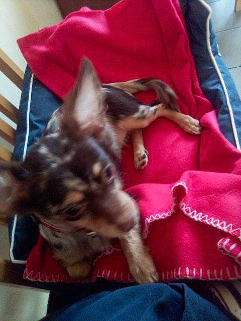 Bianca participe au concours pour gagner de l'argent avec cette photo : canidae, carnivore, comfort, companion_dog, dog, dog_breed, dog_supply, fawn, felidae, fur, magenta, nap, non_sporting_group, small_to_medium_sized_cats, sporting_group, toy_dog, whiskers, working_animal