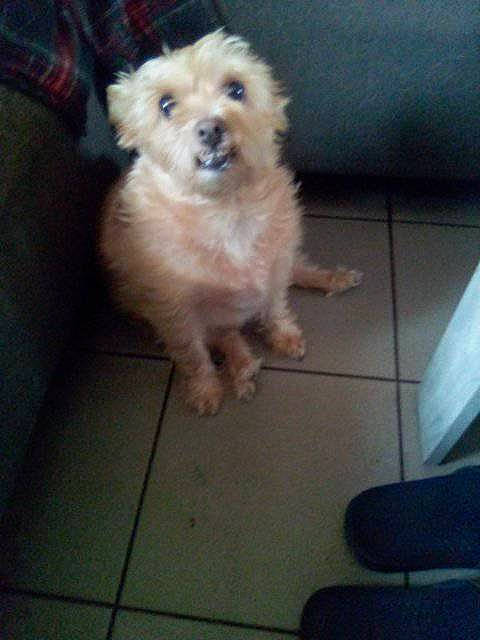 Happy participe au concours pour gagner de l'argent avec cette photo : canidae, carnivore, companion_dog, dog, dog_breed, fawn, firefighter, flooring, fur, liver, maltepoo, non_sporting_group, small_terrier, sporting_group, terrestrial_animal, terrier, toy_dog, whiskers, working_animal, yorkipoo