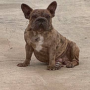 Coco joined the competition — help win amazing prizes! dog, french_bulldog, brindle, pet, animal, sitting, outdoor, concrete, ears, face, canine, companion, looking, alert, paw, mammal, domestic, short_hair, cute, portrait