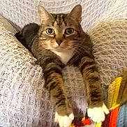 Scout is registered to the contest to win money with this photo: