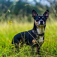 Slim is registered to the contest to win money with this photo: alert, animal, black, blurred_background, canine, collar, dog, ears, field, fur, grass, green, leash, muzzle, nature, outdoor, pet, portrait, standing, tan