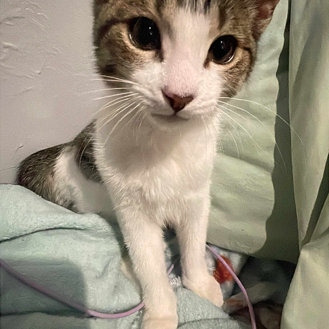 Toby joined the competition — help win amazing prizes! abyssinian, accessories, angora, animal, bed, blanket, cat, couch, cushion, doctor, furniture, homedecor, kitten, linen, manx, person, pet, quilt, siamese, strap