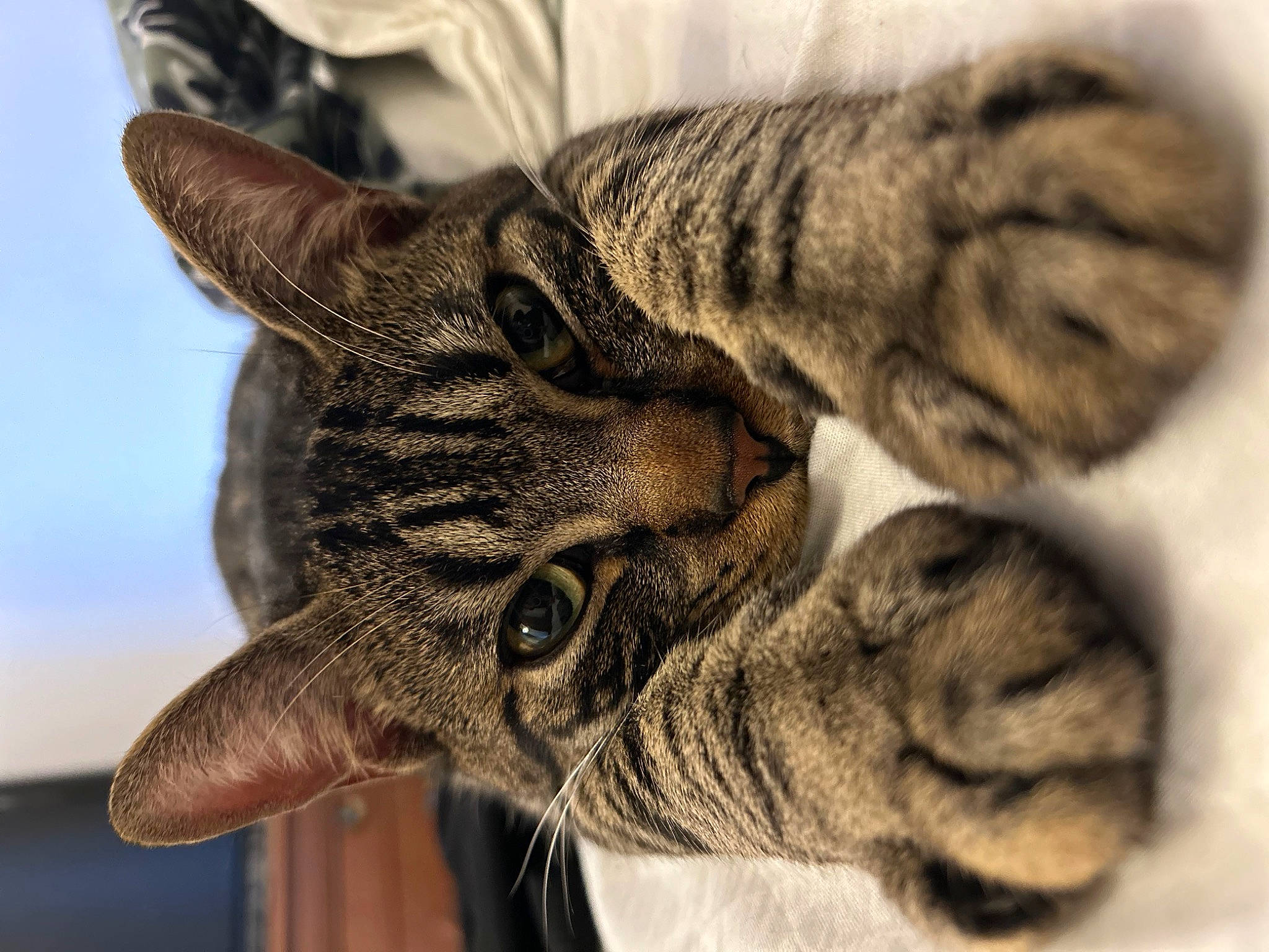 Tao a rejoint le concours — aidez-le/la à gagner de superbes lots ! carnivore, cat, claw, comfort, domestic_short_haired_cat, ear, eye, felidae, fur, grey, paw, small_to_medium_sized_cats, snout, terrestrial_animal, whiskers, wildlife