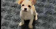 Leah is registered to the contest to win money with this photo: puppy, dog, pet, animal, cute, small_dog, carpet, indoor, fur, ears, sitting, looking, young, adorable, front_view, domestic_animal, canine, furry, one_ear_up, curious