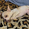 Leah is registered to the contest to win money with this photo: dog, puppy, chewing, blanket, leopard_print, animal, pet, light_colored, small_dog, lying_down, playful, cute, indoor, fur, ears, toy, snack, canine, resting, young