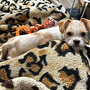 Leah is registered to the contest to win money with this photo: puppy, dog, blanket, leopard_print, toy, orange, fur, cute, pet, indoor, cozy, resting, small, stretching, face, ears, floor, home, animal, looking