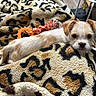 puppy, dog, blanket, leopard_print, toy, orange, fur, cute, pet, indoor, cozy, resting, small, stretching, face, ears, floor, home, animal, looking