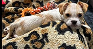 Leah joined the competition — help win amazing prizes! animal, blanket, canine, comfort, cozy, cute, dog, fur, home, indoor, leopard_print, looking, orange_toy, pet, puppy, relaxing, resting, small_dog, soft_texture, toy