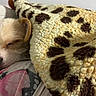 Leah joined the competition — help win amazing prizes! puppy, dog, sleeping, blanket, cozy, fur, pet, indoor, resting, cute, animal, nap, soft, brown, white, small, ears, face, comfort, peaceful